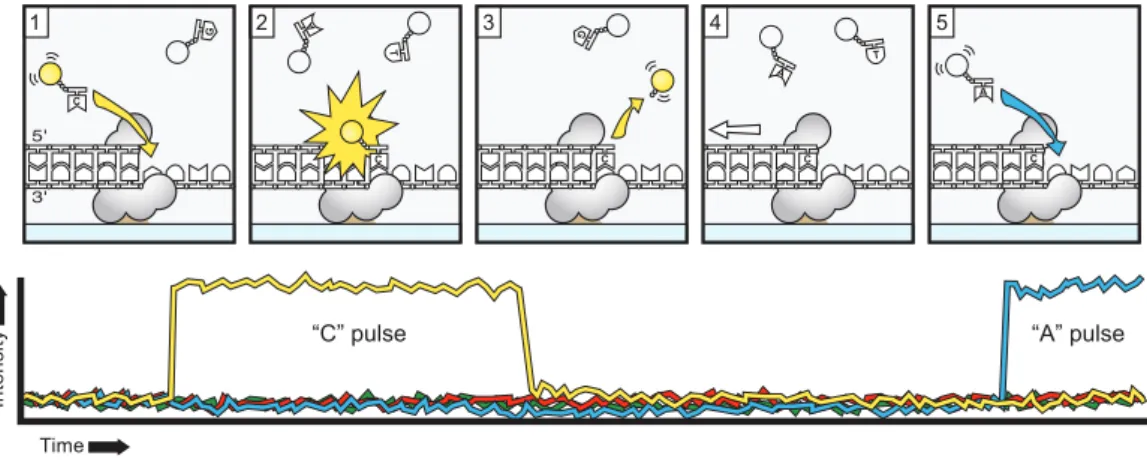 Fig. 1. Principle of single-molecule, real-time DNA sequencing. ( A) Experimental geometry