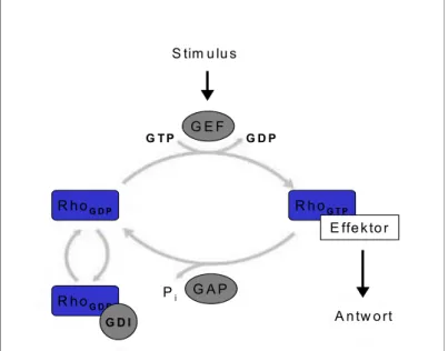Abbildung 1.4: Schema der Aktivierung und Inaktivierung von kleinen GTPasen nach  Raftopoulou und Hall 2004