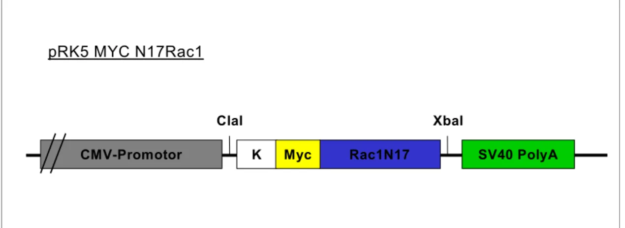 Abbildung 3.1: Schematische Darstellung des pRK5 Myc N17Rac1 Konstruktes. Dem CMV  (Zytomegalovirus)-Promotor folgt, eingerahmt durch eine ClaI und eine XbaI  Restriktionsschnittstelle, eine Kozak-Sequenz (K), eine N-terminaler Myc-Tag (16  Aminosäuren), d
