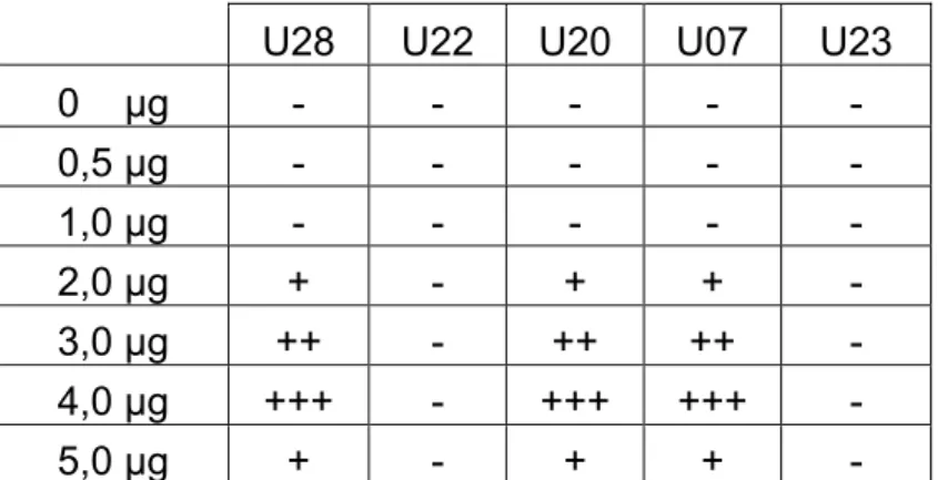 Tabelle 2: Paarungen der ersten Testreihe mit eingesetzter Plasmidkonzentration und  verwendeten Programmen