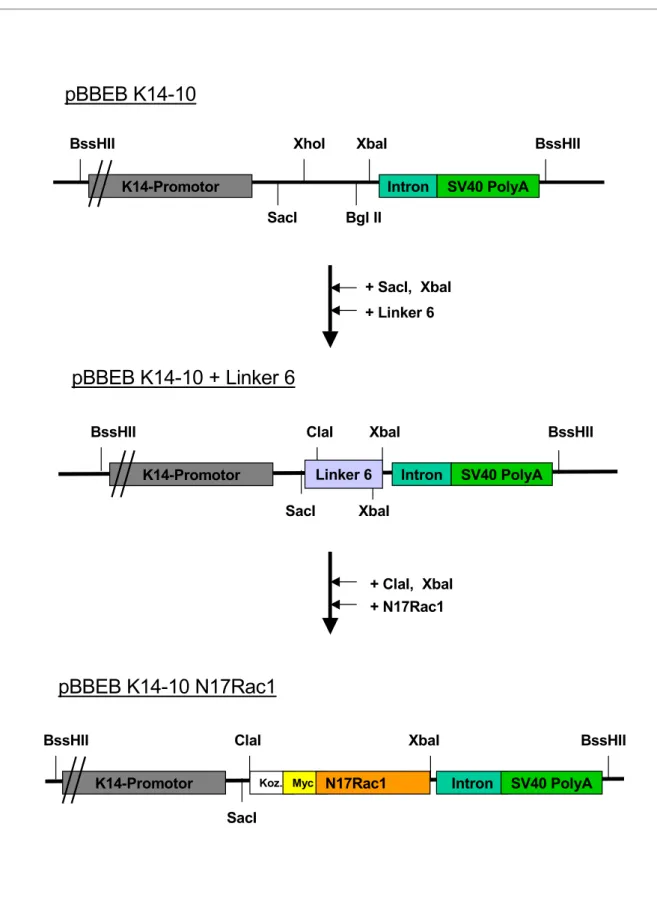 Abbildung 3.6: Darstellung der Klonierungsstrategie für die Rac1 Punktmutante N17Rac1
