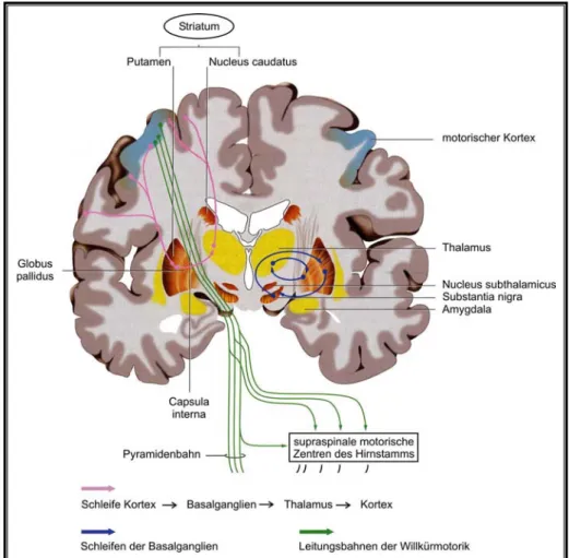 Abbildung 1:  Frontalschnitt durch das Gehirn mit den Basalganglienstruktu- Basalganglienstruktu-ren (orange) (modifiziert nach Wicht, 2006)
