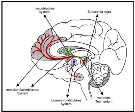 Abbildung 2:  Dopaminerge Neuronensysteme im menschlichen Ge- Ge-hirn. Das mesostriatale (grün), mesokortikolimbische (rot) und  tubero-infundibulare (blau) System (modifiziert nach Gerlach et al., 2007)