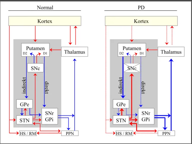 Abbildung 5: Vereinfachte schematische Darstellung des motorischen Regelkreises unter normalen  Bedingungen (links) und bei der Parkinson-Krankheit (PD, rechts) (modifiziert nach Alexander &amp; 