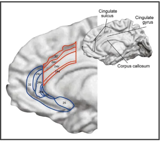 Abbildung 7:  Anatomie des ACC. Der cinguläre Gyrus ist zwischen dem cingulä- cingulä-ren Sulcus und dem Corpus callosum auf der medialen Oberfläche der rechten  Großhirnhemisphäre dargestellt (oben rechts)