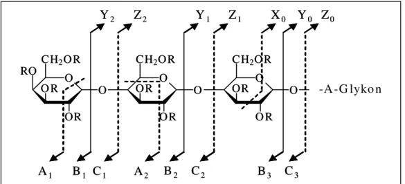 Abb. 14: Nomenklatur von ESI-MS n ÿFragmentionen von linearen Glykanen nach Domon und Costello  [57] .