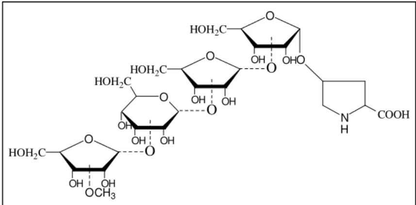 Abb. 36: Sequenzfolge eines linearen HypGlykans einer Masse von 703 u aus Chlamydomonas reinhardtii.
