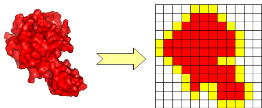 Abbildung  4.1:  Projektion  des  Proteins  auf  ein  Gitter.  Das  größere  der  beiden Proteine wird komplett als Proteininneres dargestellt (rot) und mit einer  Randschicht (gelb) umgeben