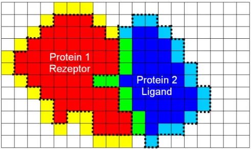 Abbildung  4.2:  Bei  maximaler  Anzahl  von  sich  überschneidenden  Oberflächenzellen  (Protein  1:  gelb,  Protein  2:  hellblau,  Überschneidend:  grün)  zeigen  beide  Proteine  eine  optimale  geometrische  Passgenauigkeit