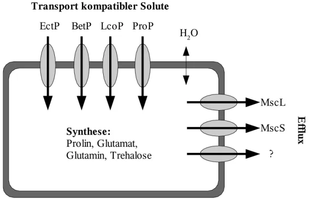 Abbildung 2: Wichtige Systeme der Osmoregulation in C. glutamicum 