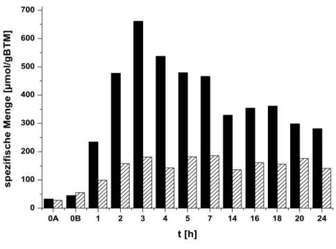 Abbildung 11: Interne Akumulation von Prolin im Wildtyp nach einem Schock von 0,36 auf 2,2 osm/kg in MMI.
