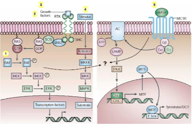 Abbildung 2.4: Mögliche Aktivierungsmechanismen der MAPK Signalkaskade im Melanom  durch  1 Mutationen innerhalb des B-raf Gens, 2  + 3 Wachstumsfaktoren, 4 Signalwege der  Adhäsionsmoleküle und 5  potentielle  Interaktionen zwischen G-Protein-gekoppelten 