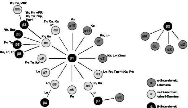 Abbildung 2.5: Die derzeit bekannten Mitglieder der Integrinfamilie in Vertebraten und ihre  Liganden der extrazellulären Matrix