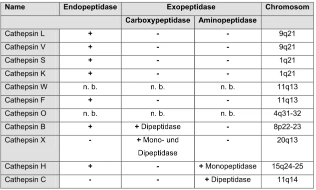 Tabelle 2.2: Die humanen lysosomalen Cysteinproteasen, ihre proteolytischen Aktivitäten und  die chromosomalen Lokalisationen der Gene