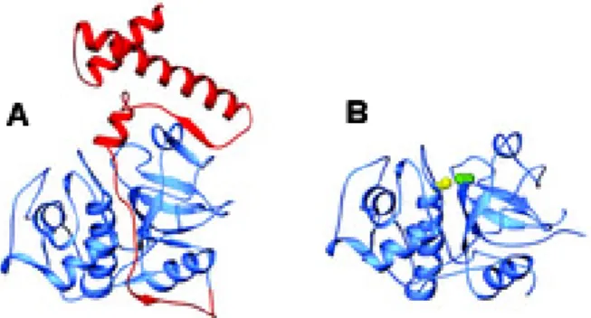 Abbildung 2.3: Die Proteinfaltung von Procathepsin L (A) und Cathepsin L (B) in der  Standardorientierung, betrachtet entlang der Berührungspunkte beider Domänen