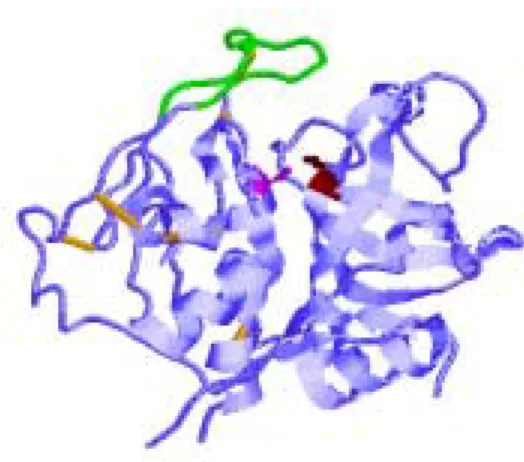 Abbildung 2.5: Die Proteinfaltung von Cathepsin B in der Standardorientierung. Der occluding  loop  (P107-D124)  ist in grün dargestellt, die katalytischen Aminosäurereste C29 und H199 in  magenta bzw