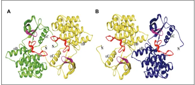 Abb. 3.8: Struktur der unphosphorylierten  IGF-1 Rezeptorkinasemutante (IGFKD*) und  Dimerbildung in vitro 