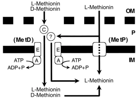 Abb. 1.2:  Modell der Methioninaufnahme in E. coli (verändert nach MERLIN et al., 2002); 