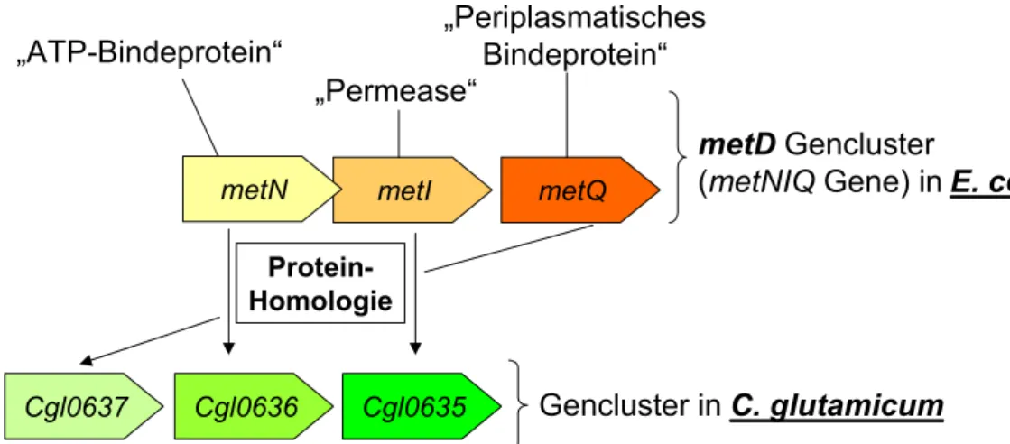Abb. 3.4: Anordnung des  metD-Genclusters (metNIQ-Gene) aus E. coli und des ähnlichen   Genclusters  aus  C