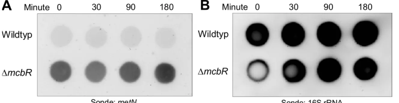 Abb. 3.6:  RNA-Hybridisierung der Gesamt-RNA aus C. glutamicum ATCC 13032 und dem   Stamm  C