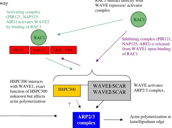 Figure 5. WAVE/SCAR regulation pathways of the ARP2/3 complex. Hypothetical interaction is  drawn as dashed line; proven interactions are drawn as solid lines
