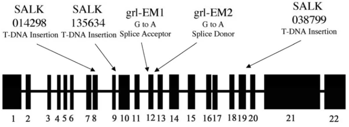 Figure 10. Molecular characteristics of the GRL gene. Exon-intron structure of the GRL gene as  determined by comparison of the genomic DNA with the cDNA sequence amplified by RT-PCR