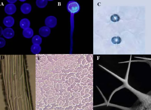Figure 1. Cellular plant architectures. (A) DAPI stained pollen tube. (B) DAPI stained elongating  pollen tube (A and B modified from Tansengco et al