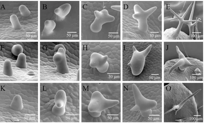 Figure 2. Trichome development. (A–O) Different stages of developing wild type and distorted  mutant trichomes observed with a scanning electron microscope