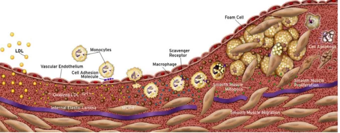 Figure 1: Cellular mechanisms during atherosclerotic plaque evolution. 