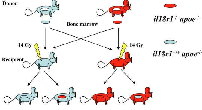 Figure 5: Schematic of the generation of IL-18Rα chimeric mice using bone marrow  transplantation