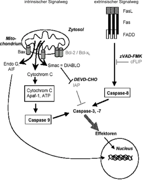 Abb. 2: Schematische Darstellung der intrazellulären Vorgänge in der Apoptose 
