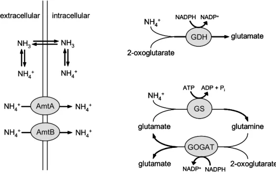 Figure 1: The uptake and assimilation of ammonium in C. glutamicum. The uptake of  ammonium from the environment occurs either by diffusion of ammonia or via transport by  AmtA and AmtB, respectively