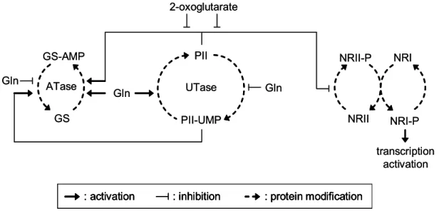 Figure 2: Nitrogen regulation network of E. coli. The nitrogen status is sensed by  uridylyltransferase (UTase) in E