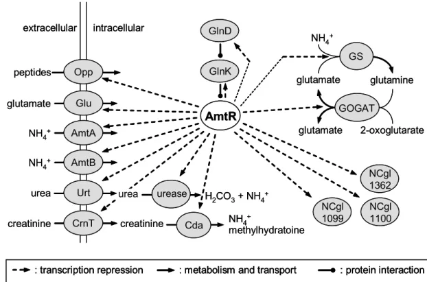 Figure 4: The AmtR-regulon of C. glutamicum.  The transcriptional repressor AmtR from  C