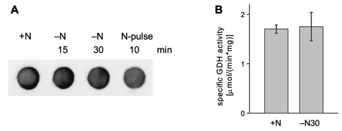 Figure 6: The nitrogen-dependent regulation of GDH activity depends on  transcriptional regulation of gdh