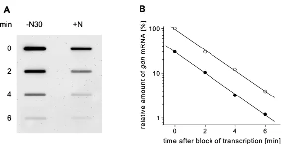 Figure 7: Degradation of gdh mRNA under nitrogen surplus and nitrogen limitation. 
