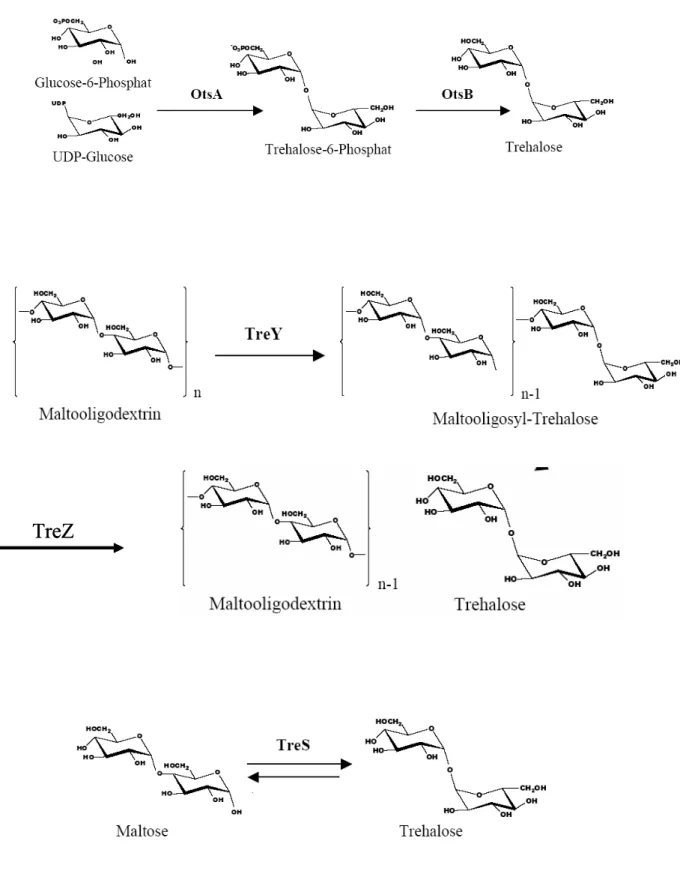 Fig. 1: Trehalose biosynthesis pathways in C. glutamicum 