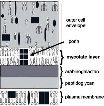 Fig. 2: Model of the cell envelope of C. glutamicum according to Puech et al. (2001), modified