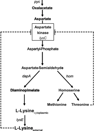 Fig. 3: Biosynthesis of the amino acids of the aspartate-family in C. glutamicum. Dashed arrows,  regulation at enzyme level (feedback inhibition)