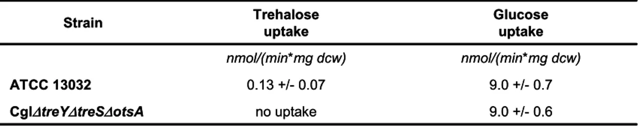 Tab. 4: Uptake rates of [ 14 C]trehalose and of [ 14 C]glucose of ATCC 13032 and Cgl∆treY∆treS∆otsA  after 10 min (trehalose) or 5 min (glucose) incubation 