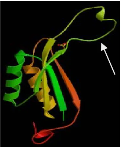 Abb. 1.3: Tertiärstruktur des P II - -Proteins GlnK aus E. coli. Jedes  Monomer besitzt einen T-Loop  (durch einen Pfeil markiert) mit dem spezifischen Tyrosylrest  (Tyrosin 51), der von der UTase modifiziert werden kann (nach  Arcondéguy et al., 2001)