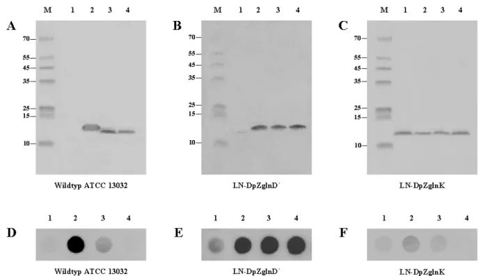 Abb. 3.4: Bifunktionelle Aktivität des GlnD-Proteins. A-C) Zum Nachweis von GlnK im Zellextrakt  des Wildtyps ATCC 13032 (A), der LN-DpZglnD´- (B) und der LN-DpZglnK-Mutante (C) bei guter  Stickstoffversorgung (1), unter Stickstoffmangel für 1,5 h (2) und 
