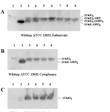 Abb. 3.5: Trimerisierung und Lokalisierung des GlnK-Proteins in der Zelle. A) Zum Nachweis des  trimeren GlnK-Proteins im Zellextrakt des Wildtyps ATCC 13032 unter guter Stickstoffversorgung (1),  bei Stickstoffmangel für 1,5 h (2) und nach Zugabe von 100 