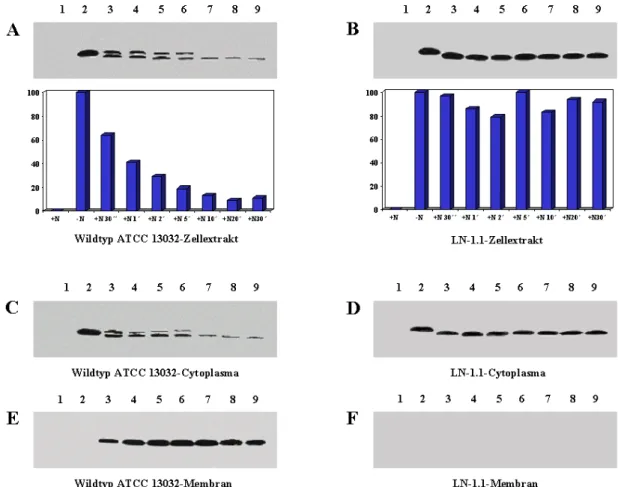 Abb. 3.6: Proteolyse und Membranbindung des GlnK-Proteins nach einem Stickstoffpuls. Zum  Nachweis von GlnK im Zellextrakt (A/B), im Cytoplasma (C/D) und in der Membranfraktion (E/F) des  Wildtyps ATCC 13032 (A/C/E) und der amtB-Mutante LN-1.1 (B/D/F) bei 