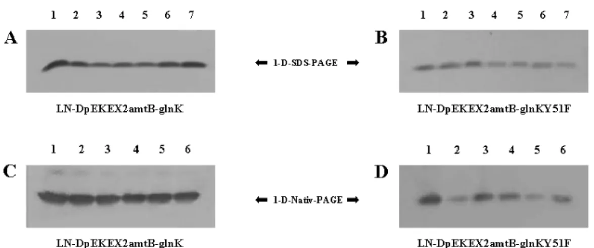 Abb. 3.7: Einfluss von GlnD auf die Membranbindung von GlnK. A/B) Zum Nachweis von GlnK in  der Membranfraktion der LN-DpEKEX2amtB-glnK- (A) und der LN-DpEKEX2amtB-glnKY51F-Mutante  (B) bei guter Stickstoffversorgung (1), unter Stickstoffmangel für 1,5 h (