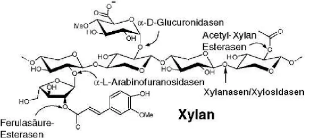 Abbildung  1-1:  Die  strukturellen  Komponenten  des  Xylans.  Zusätzlich  sind einige  Hemicellulasen  genannt,  die  für  den  Abbau  des  Xylans  verantwortlich sind  -  Spaltungstellen  sind  mit  Pfeilen  markiert  (Abbildung  übernommen  aus Nurizzo