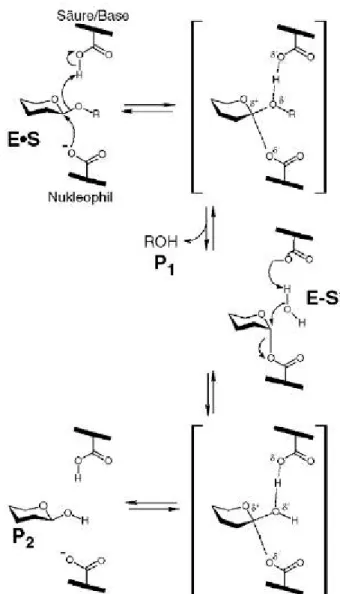 Abbildung 1-2: Der Reaktionsmechanismus der retinierenden Glykosidasen nach Koshland (Abbildung übernommen aus Davies &amp; Henrissat 1995).