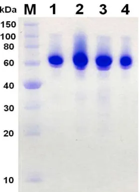 Abbildung 3-1: SDS-Polyacrylamid-Gelelektrophorese der XynB3. Coomassie- Coomassie-Blau  gefärbtes  SDS-Gel  des  XynB3-Wildtyps  (Spur  1),  sowie  der  Mutanten D15G (Spur 2), D128G (Spur 3) und E187G (Spur 4)