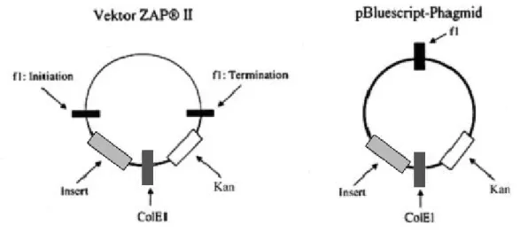 Abb. 2.2.1: Schamatische Darstellung des Uni- ZAP® II Vektors und des pBluescipt         Phagmids