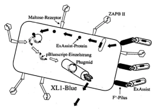 Abb. 2.2.2: Infektion von XL1-Blue MRF´mit ZAP® II und ExAssist;
